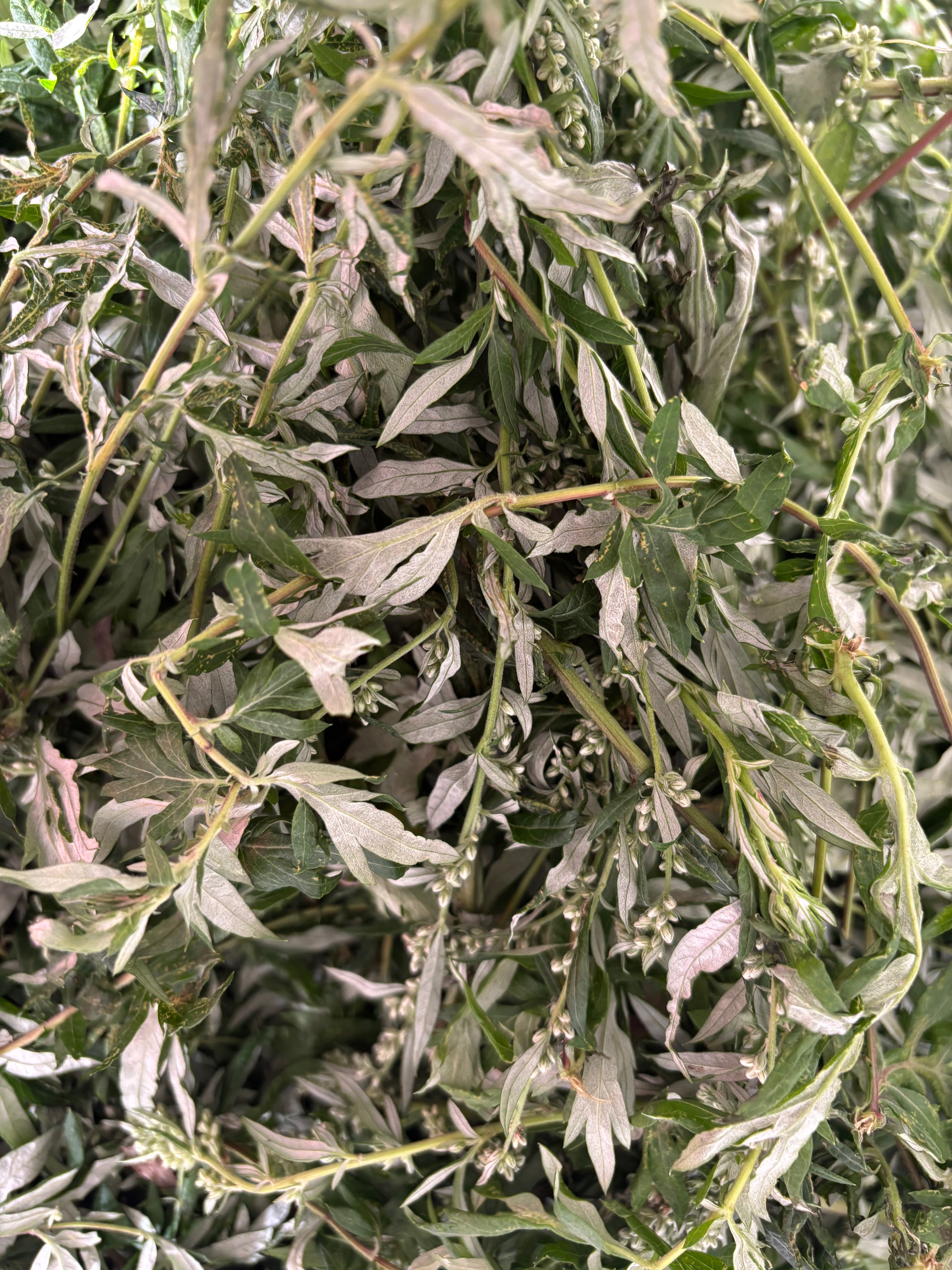 Armoise Vulgaire (tisane Biologique)