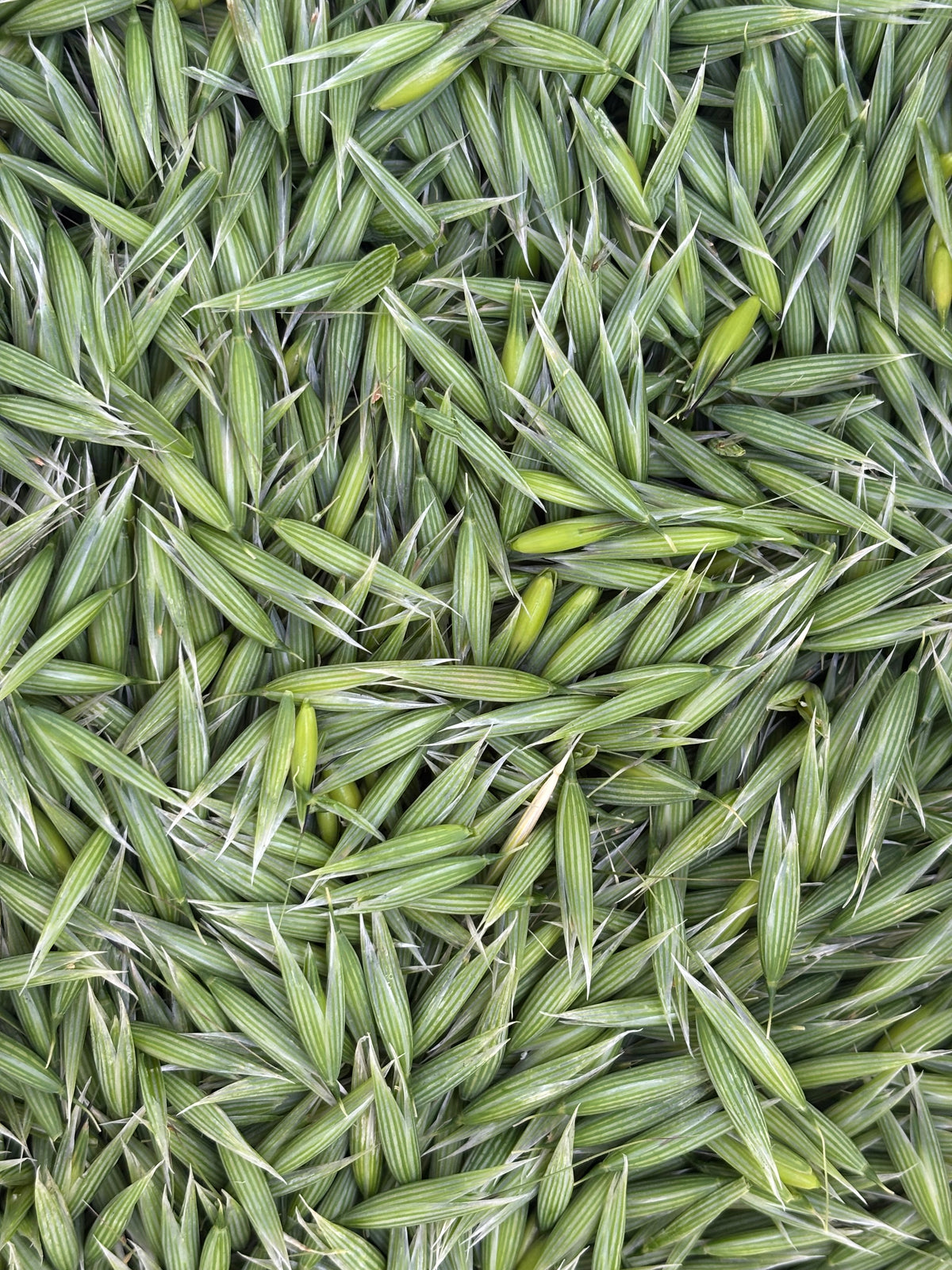 Avoine (extrait Biologique)