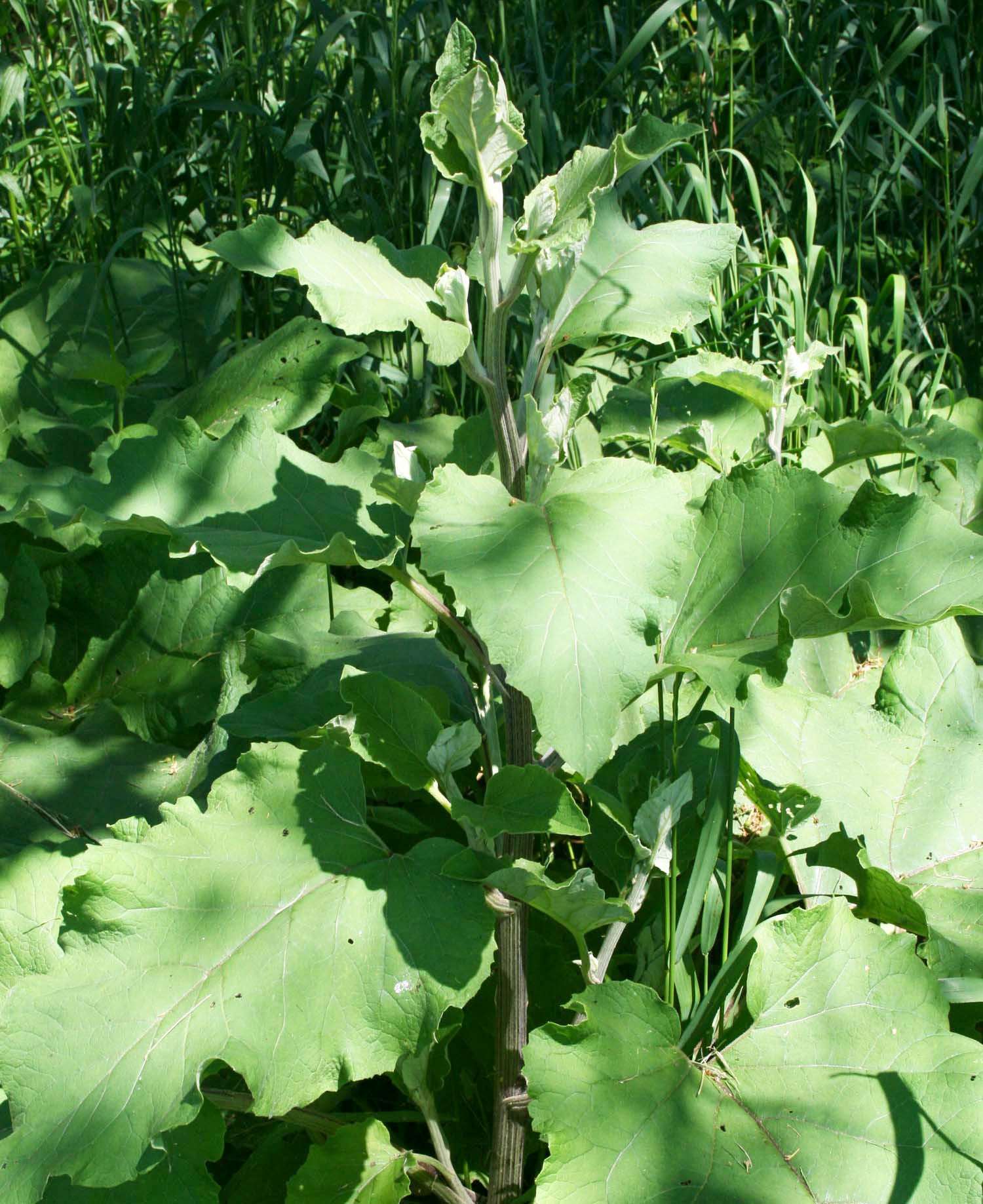Bardane Racine (tisane Biologique)