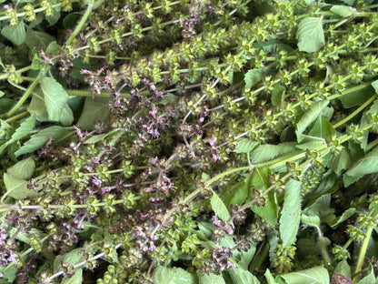 Basilic Sacré (extrait Biologique)