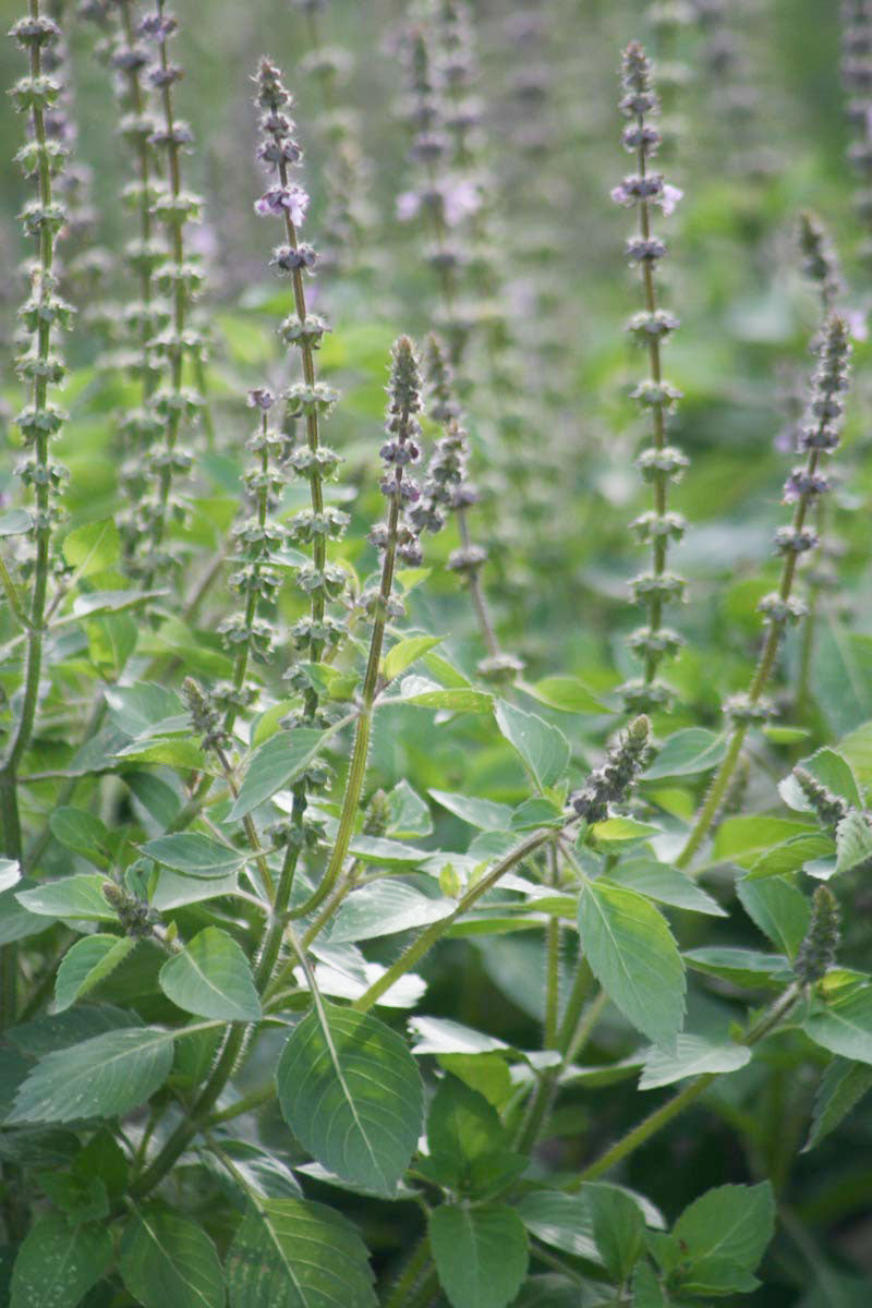 Holy Basil (organic Extract)