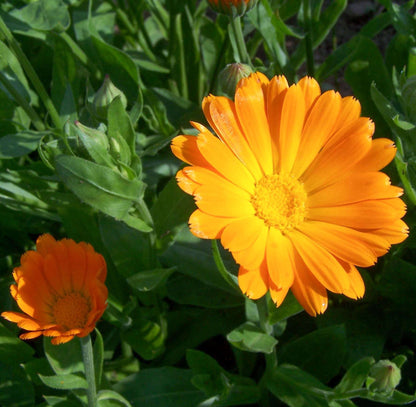 Calendule (tisane Biologique)