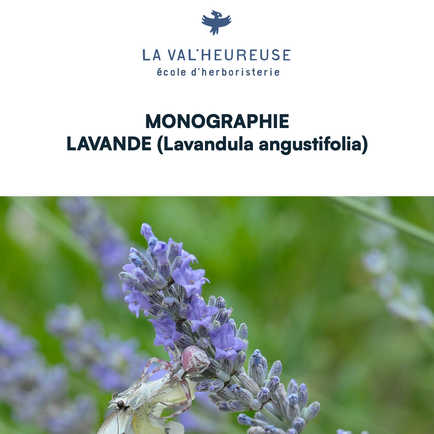 Page de couverture de la monographie de La Val'Heureuse sur la Lavande.