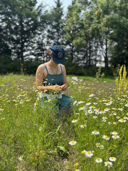 Une jeune fille récolte les fleurs de grande camomille dans les jardins de l'herboristerie biologique La Val'Heureuse.