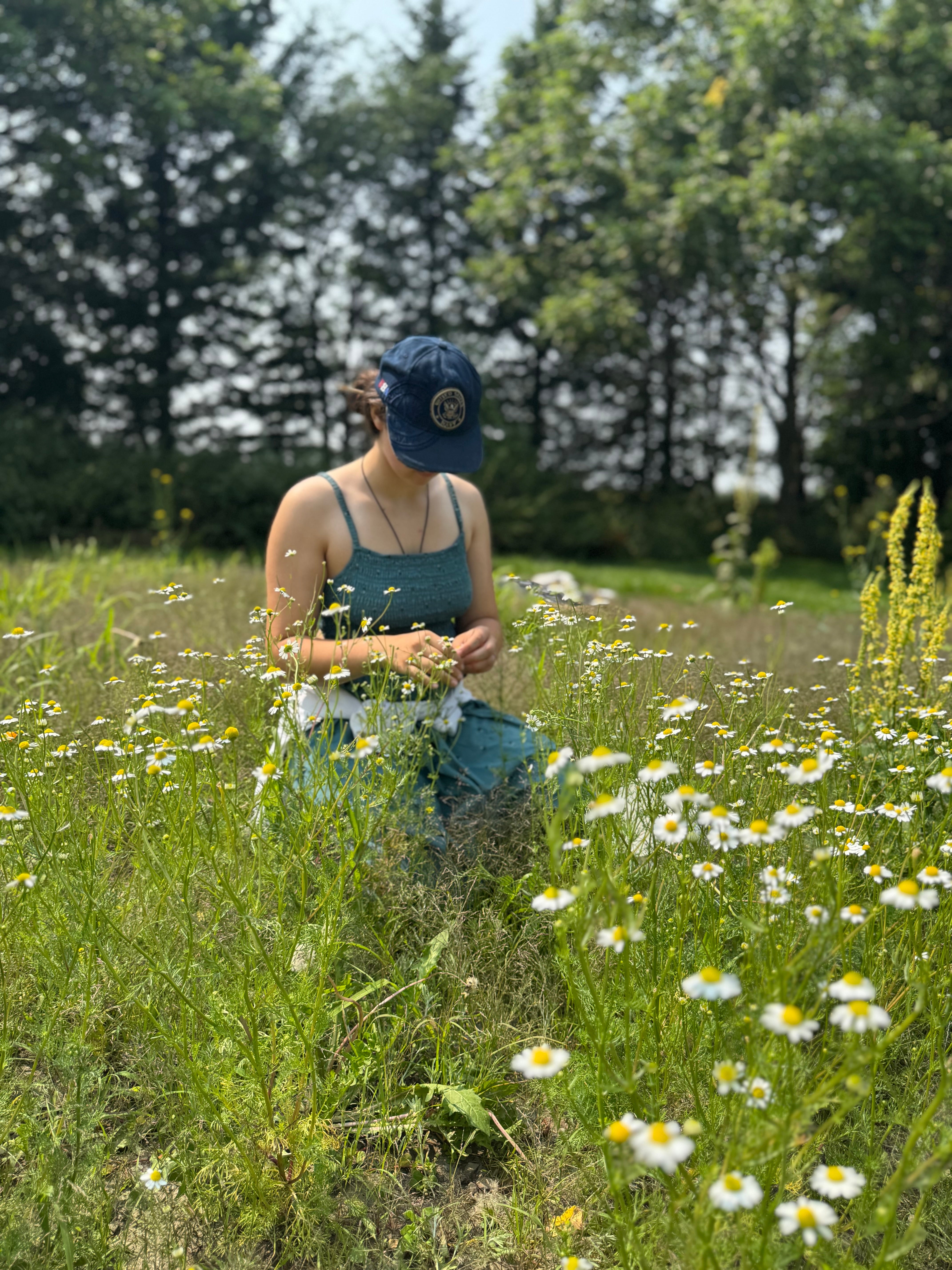 Une jeune fille récolte les fleurs de grande camomille dans les jardins de l'herboristerie biologique La Val'Heureuse.