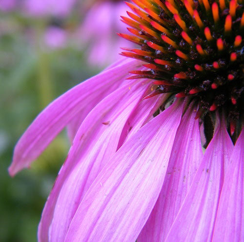 Echinacée Plante Entière (tisane Biologique)