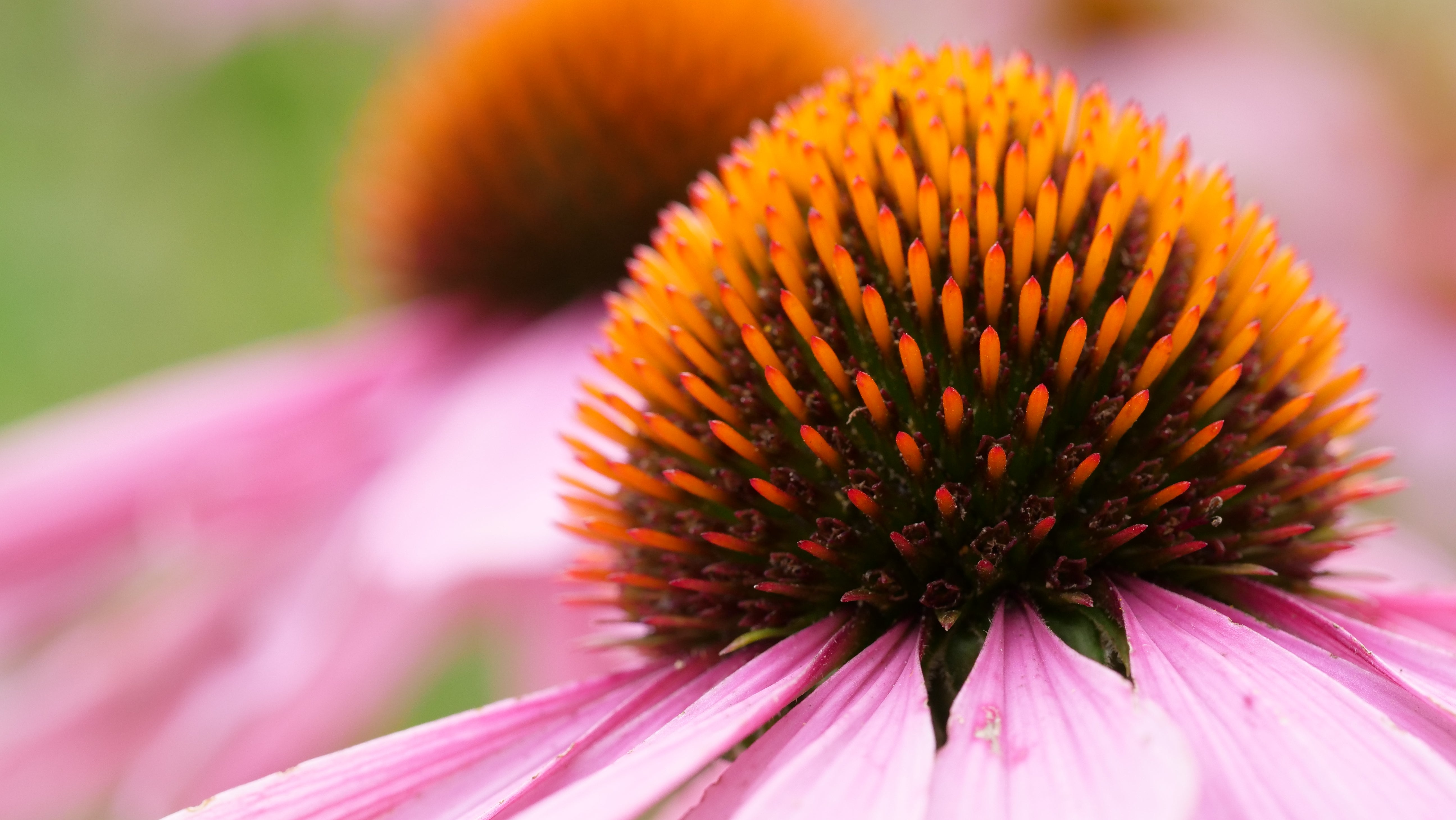 Echinacea (organic Extract)