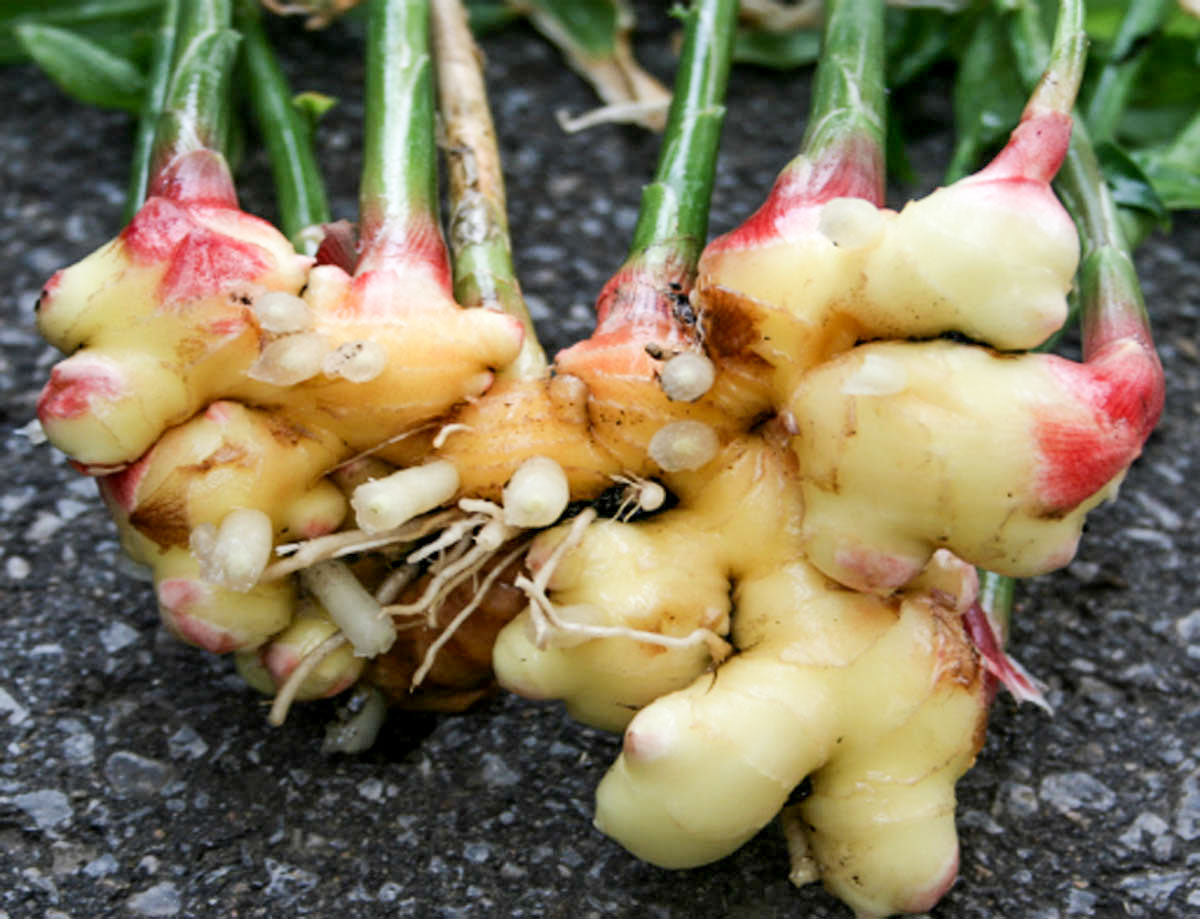 Ginger (organic Extract)