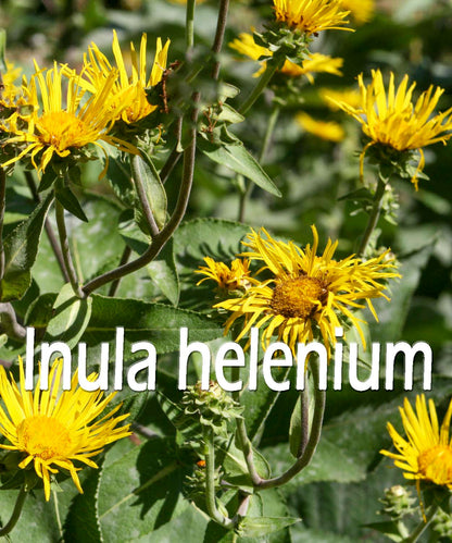 Elecampane (organic Extract)