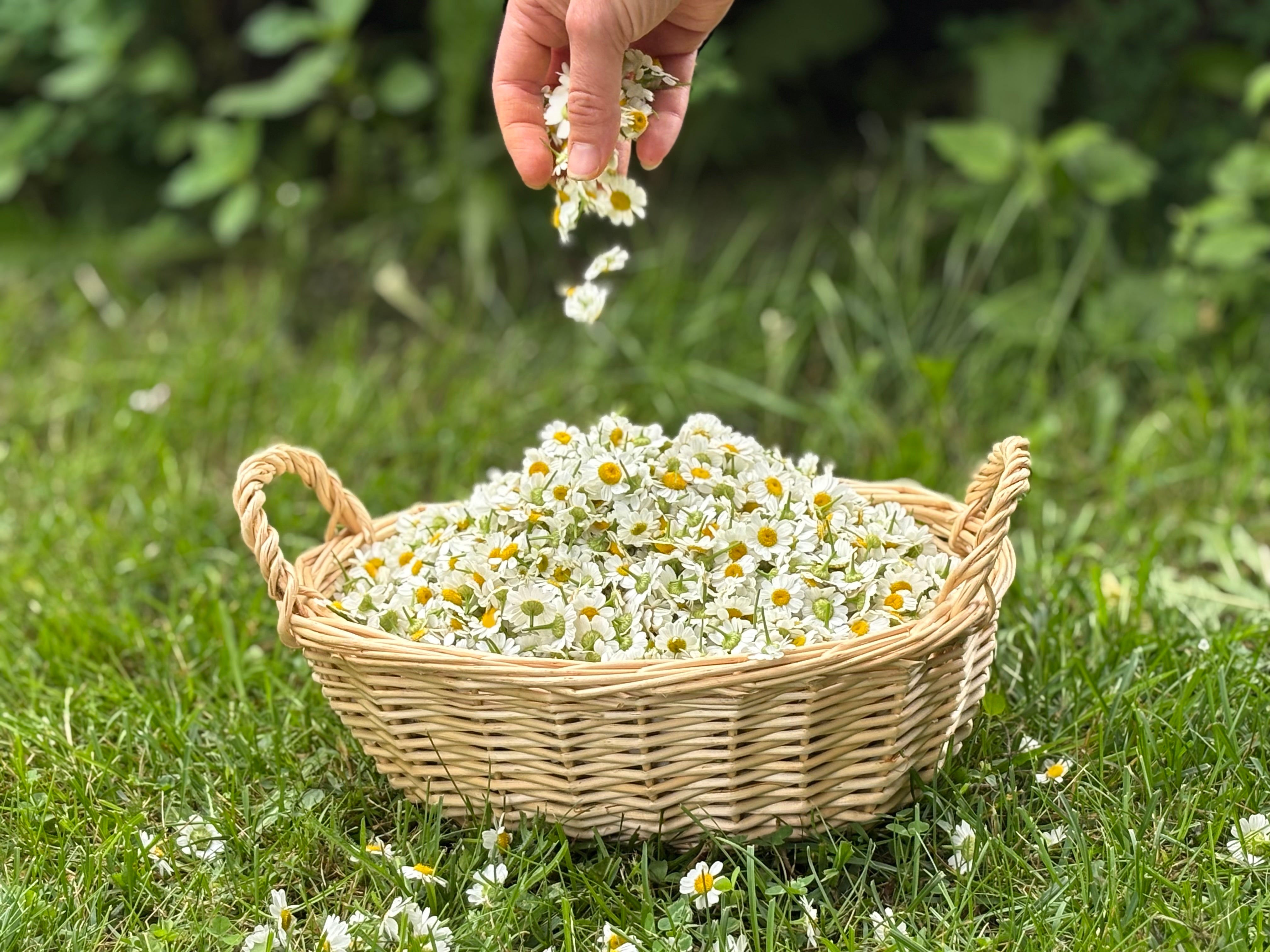 Feverfew (organic Extract)