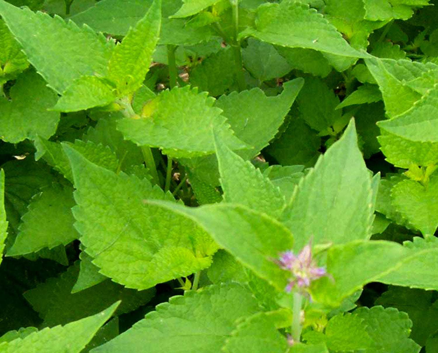 Hysope Anis Ou Agastache (tisane Biologique)