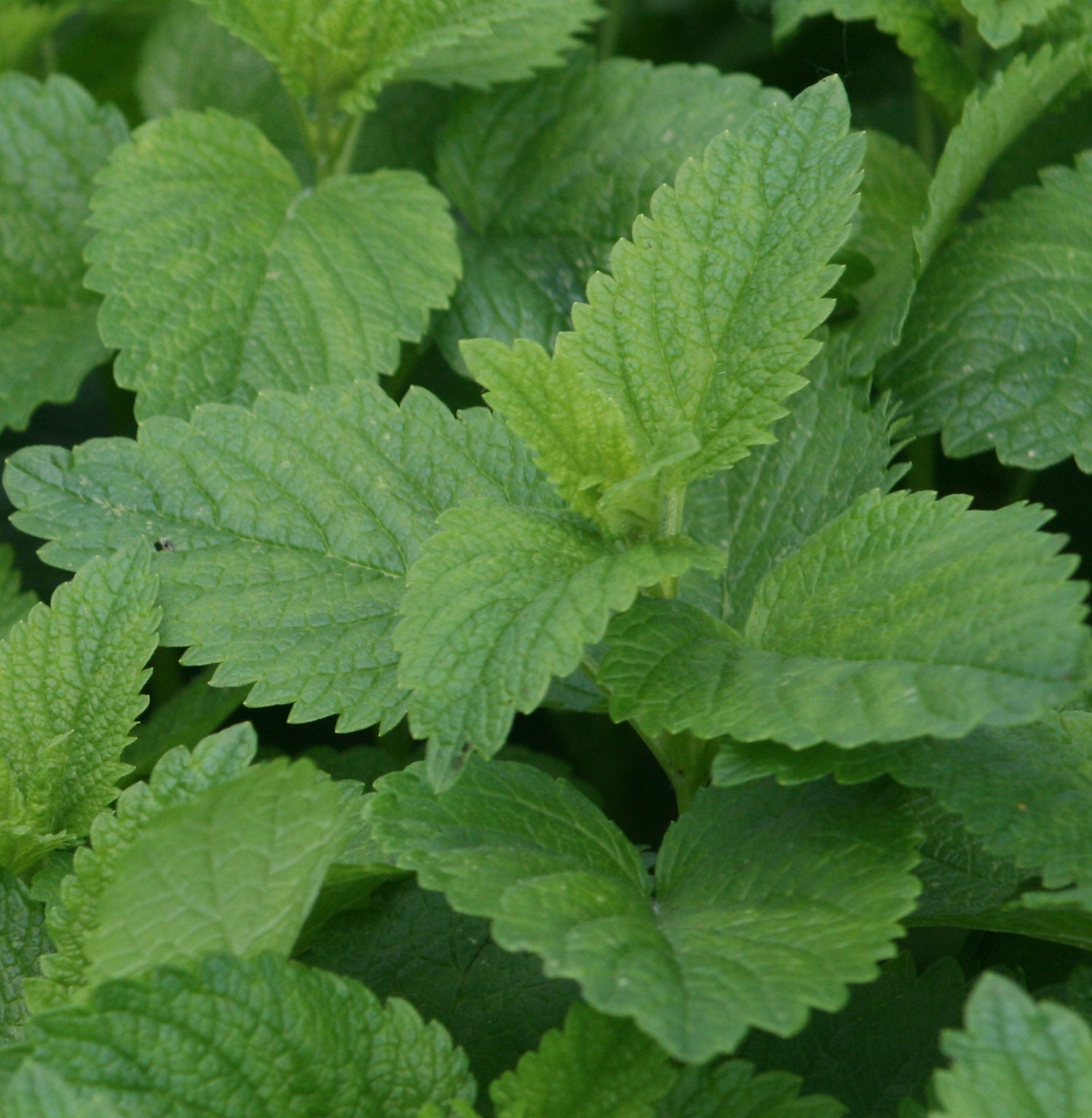 Lemon Balm (organic Extract)