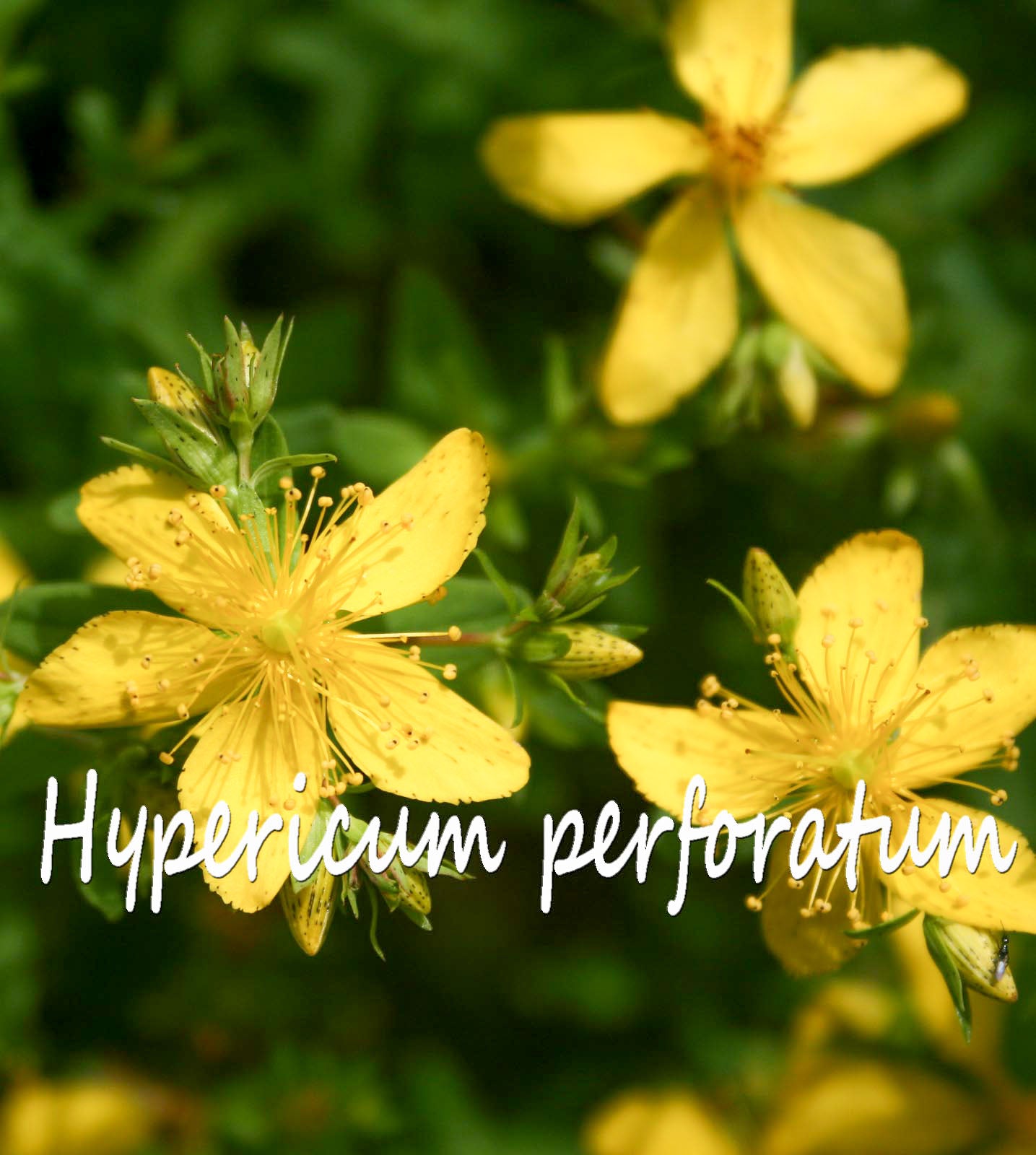 St. John's Wort (organic Extract)