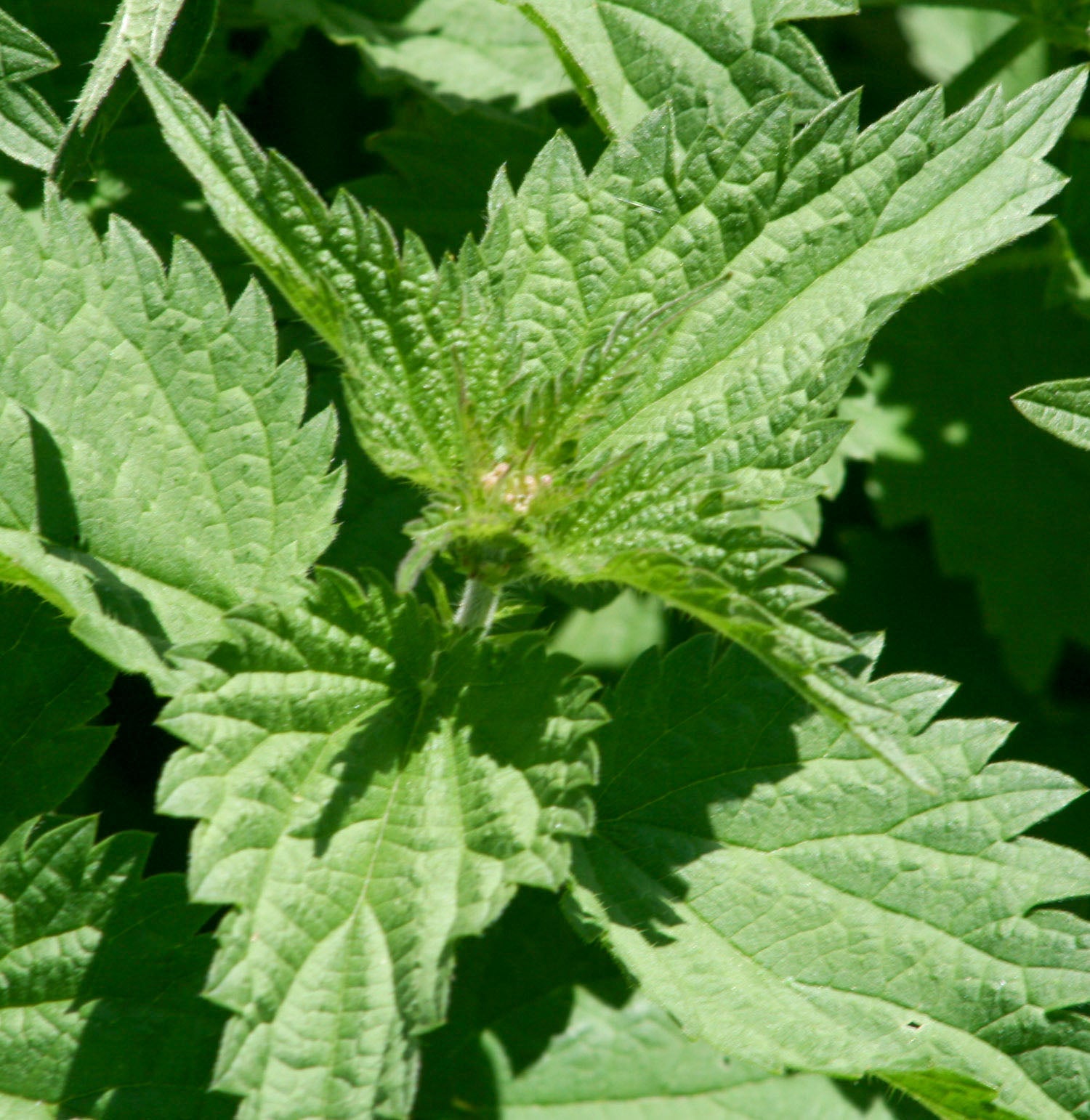 Nettle (organic Extract)