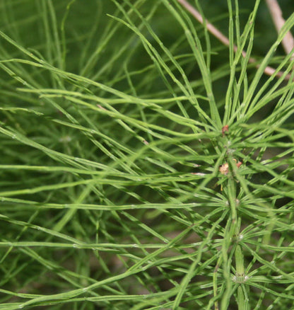 Horsetail (Organic herbal tea)