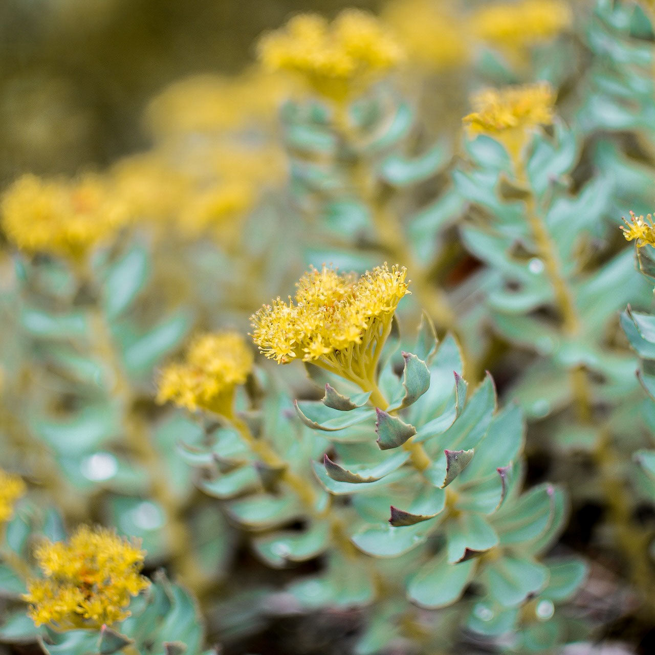 Rhodiola (organic Extract)