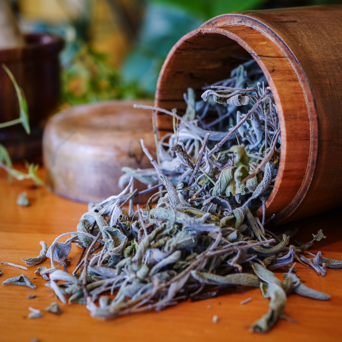Sauge officinale biologique La Val'Heureuse, mise en valeur dans un contenant en érable coti.