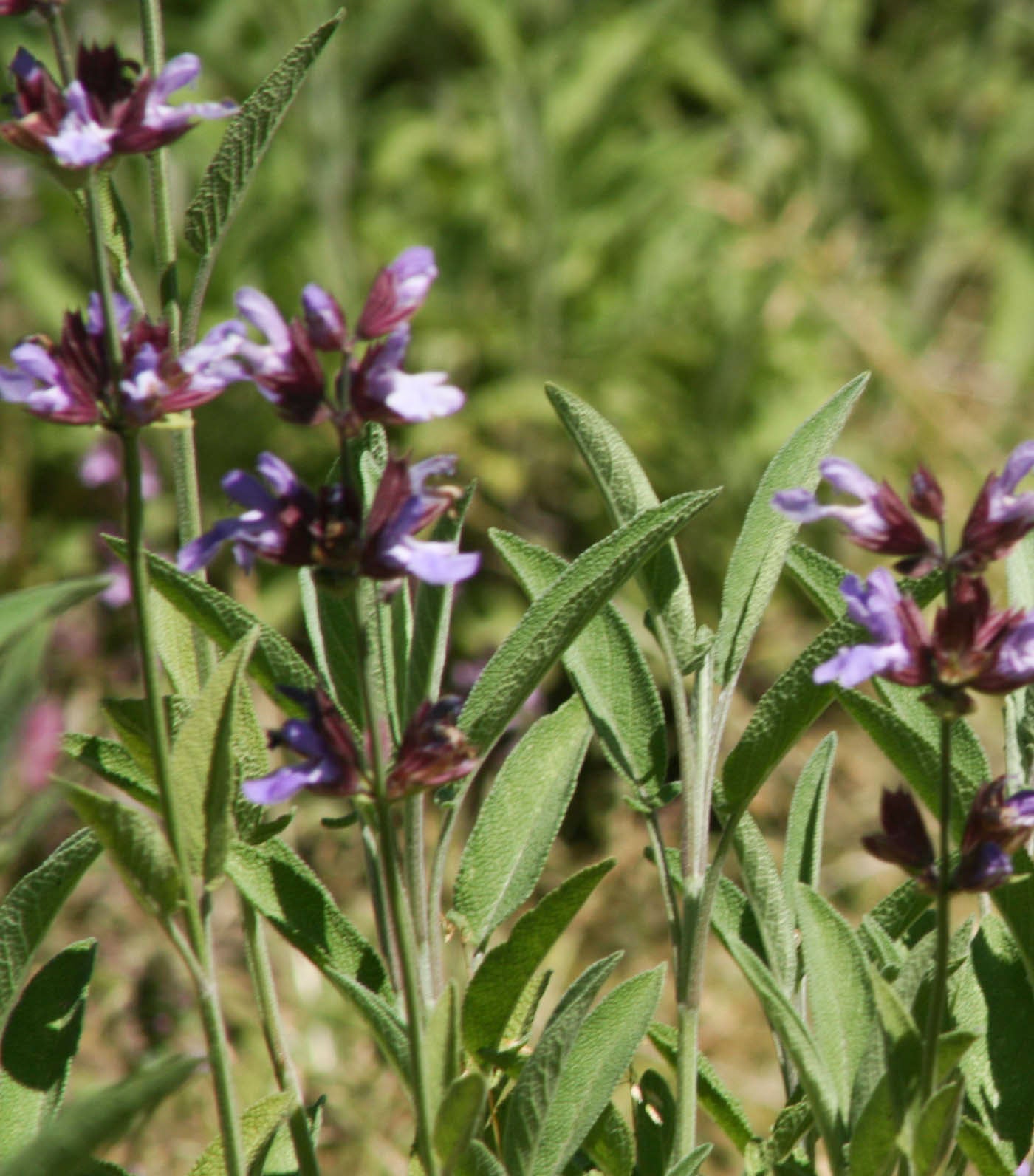 Sage (organic Extract)