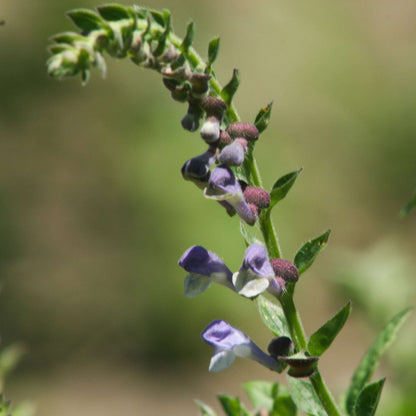 Scutellaire (extrait Biologique)