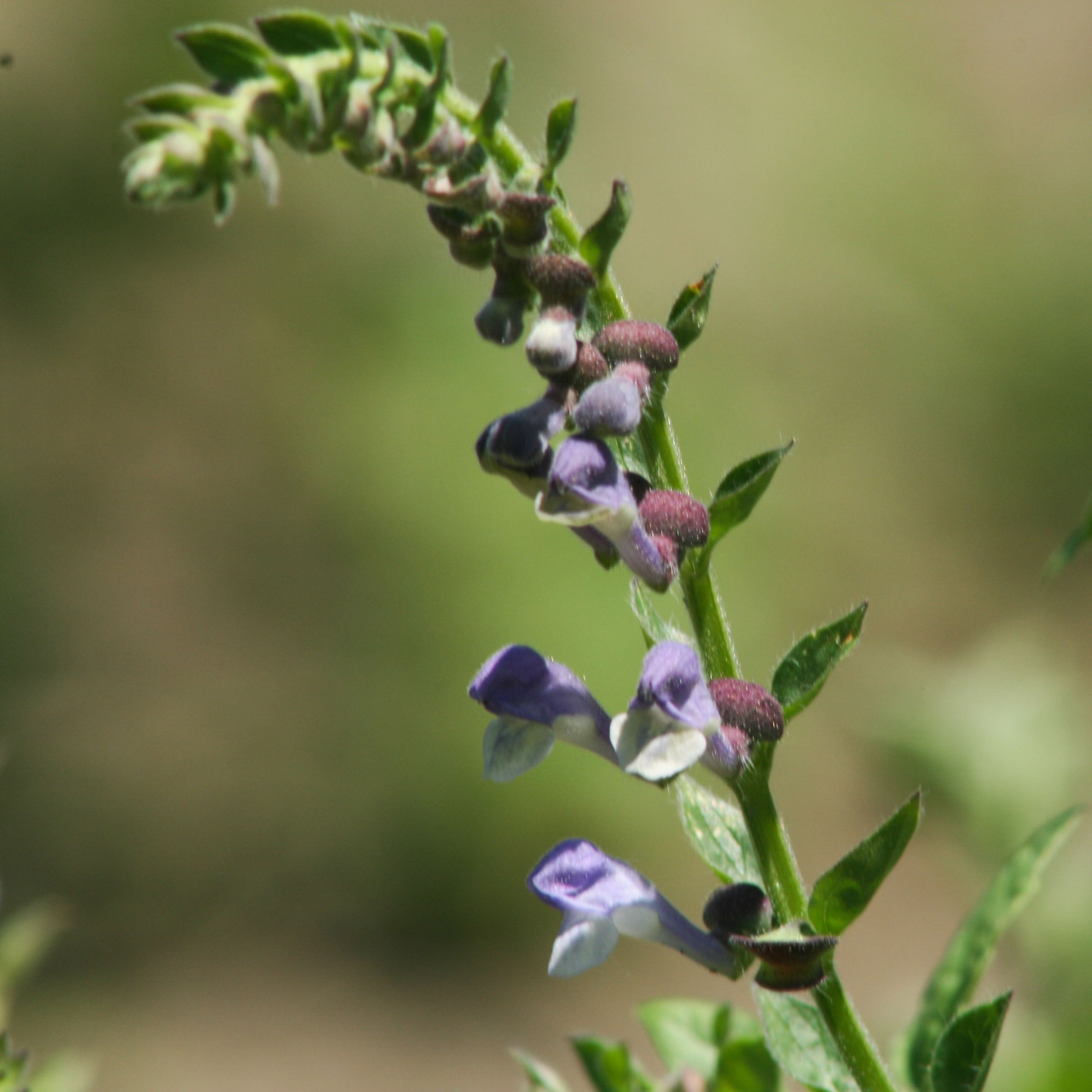 Skullcap (organic Extract)
