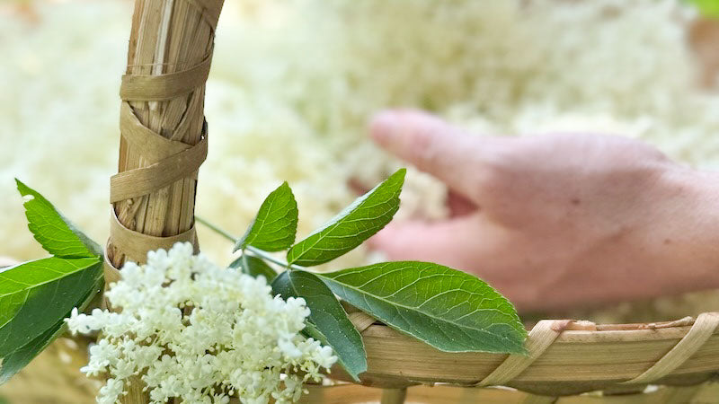 Formations sur les plantes médicinales