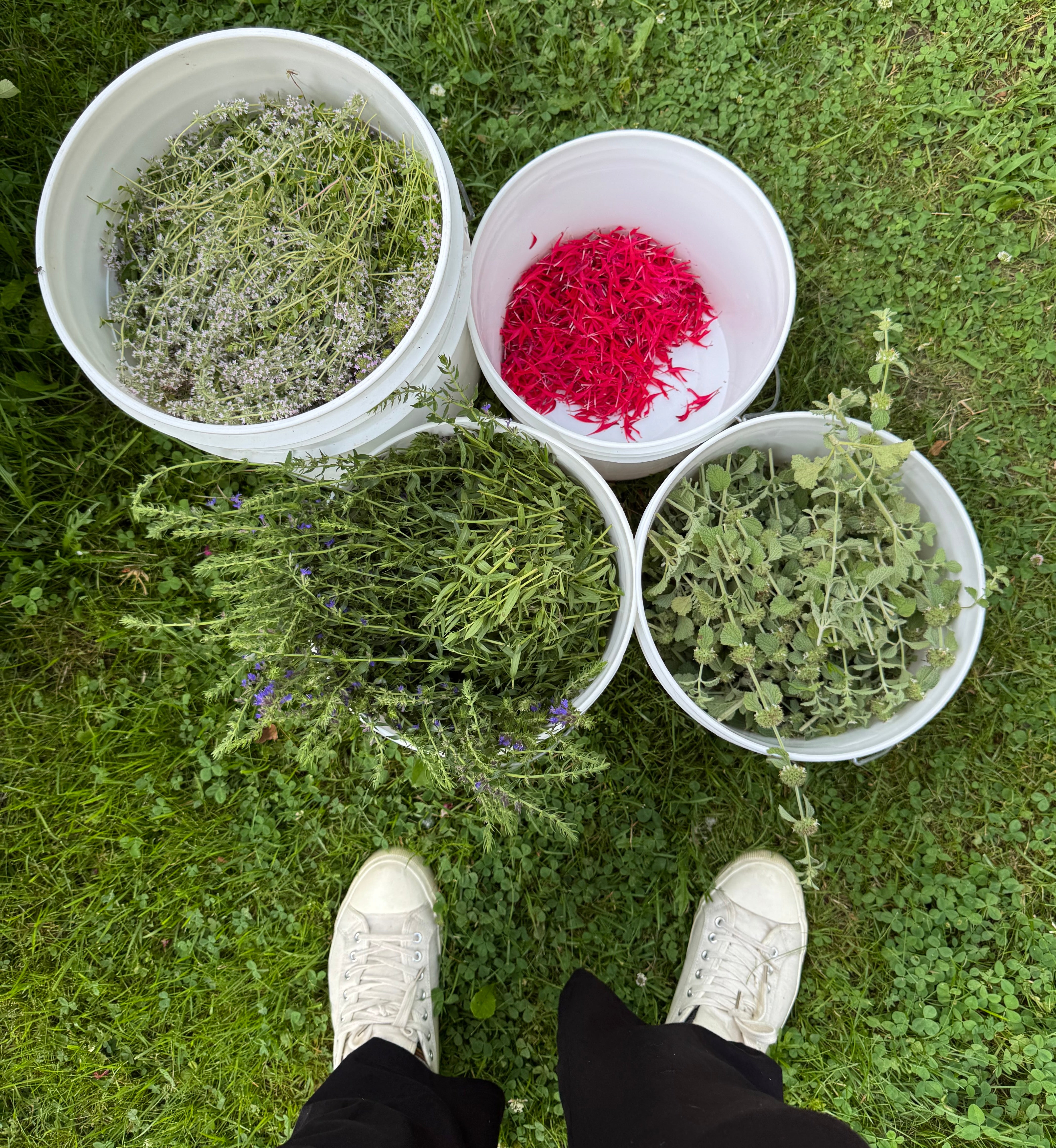 Seaux de plantes récoltées dans les jardins de l'herboristerie biologique La Val'Heureuse. 