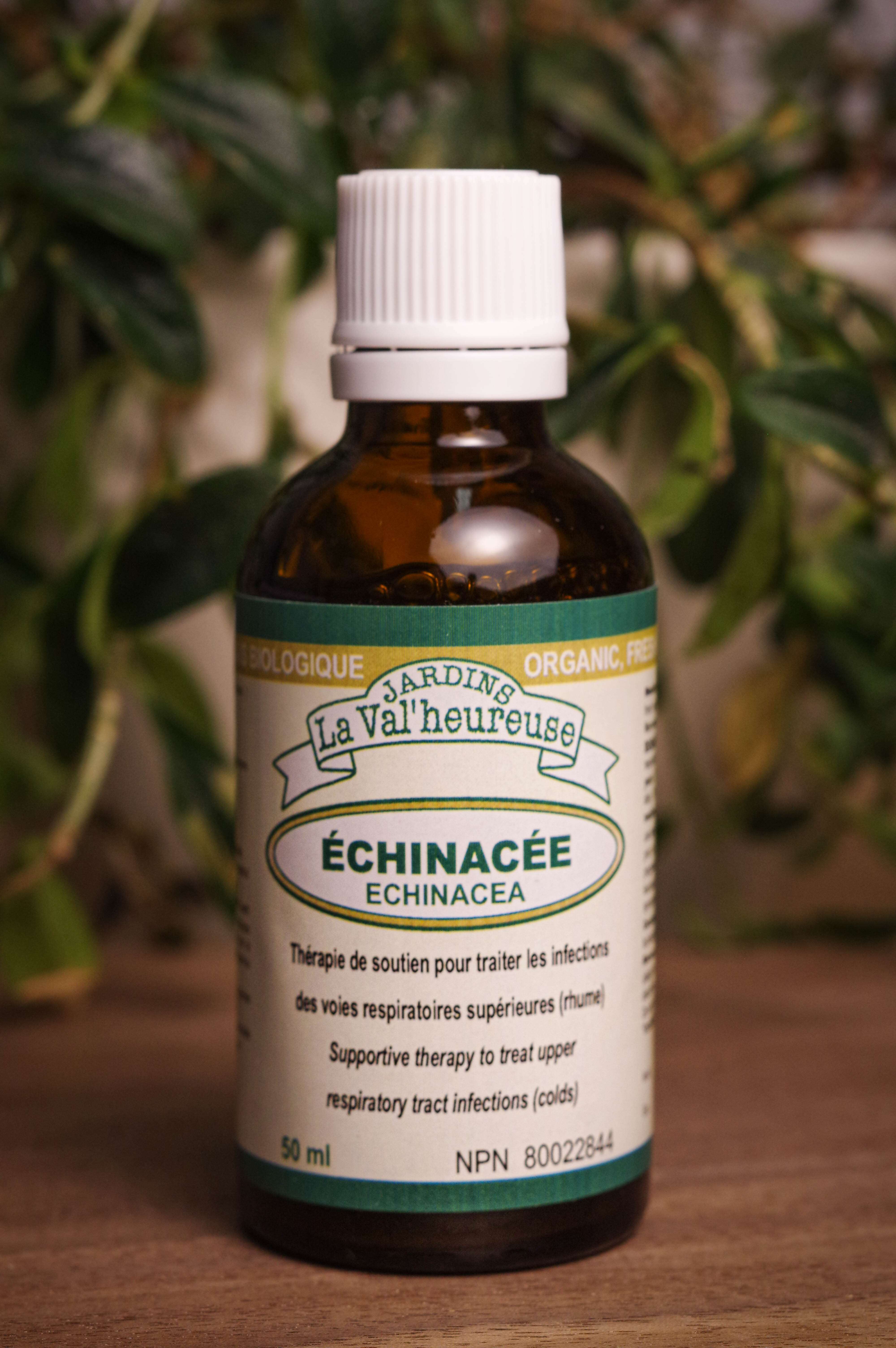 Bouteille de concentré liquide simple d'Échinacée en gros plan