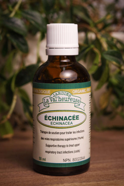 Bouteille de concentré liquide simple d'Échinacée en gros plan