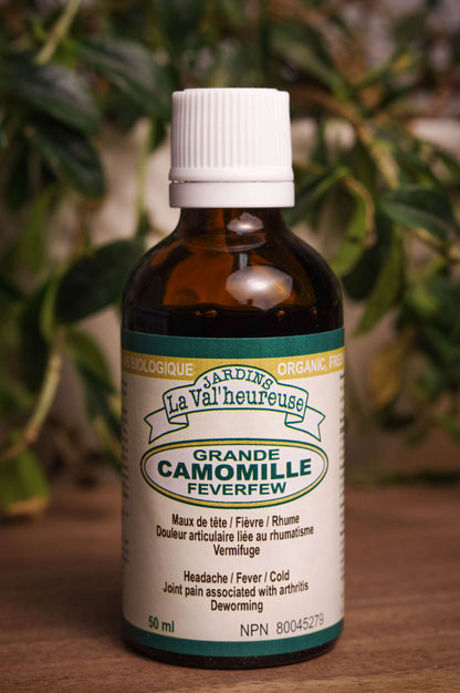 Bouteille de concentré liquide simple de Grande Camomille en gros plan