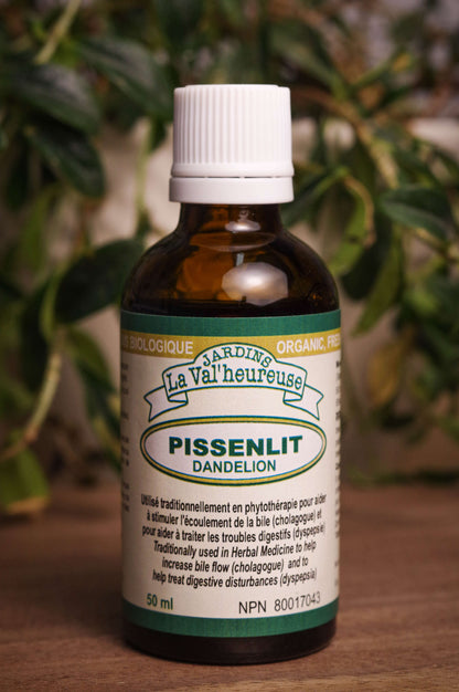 Bouteille de concentré liquide simple de Pissenlit en gros plan
