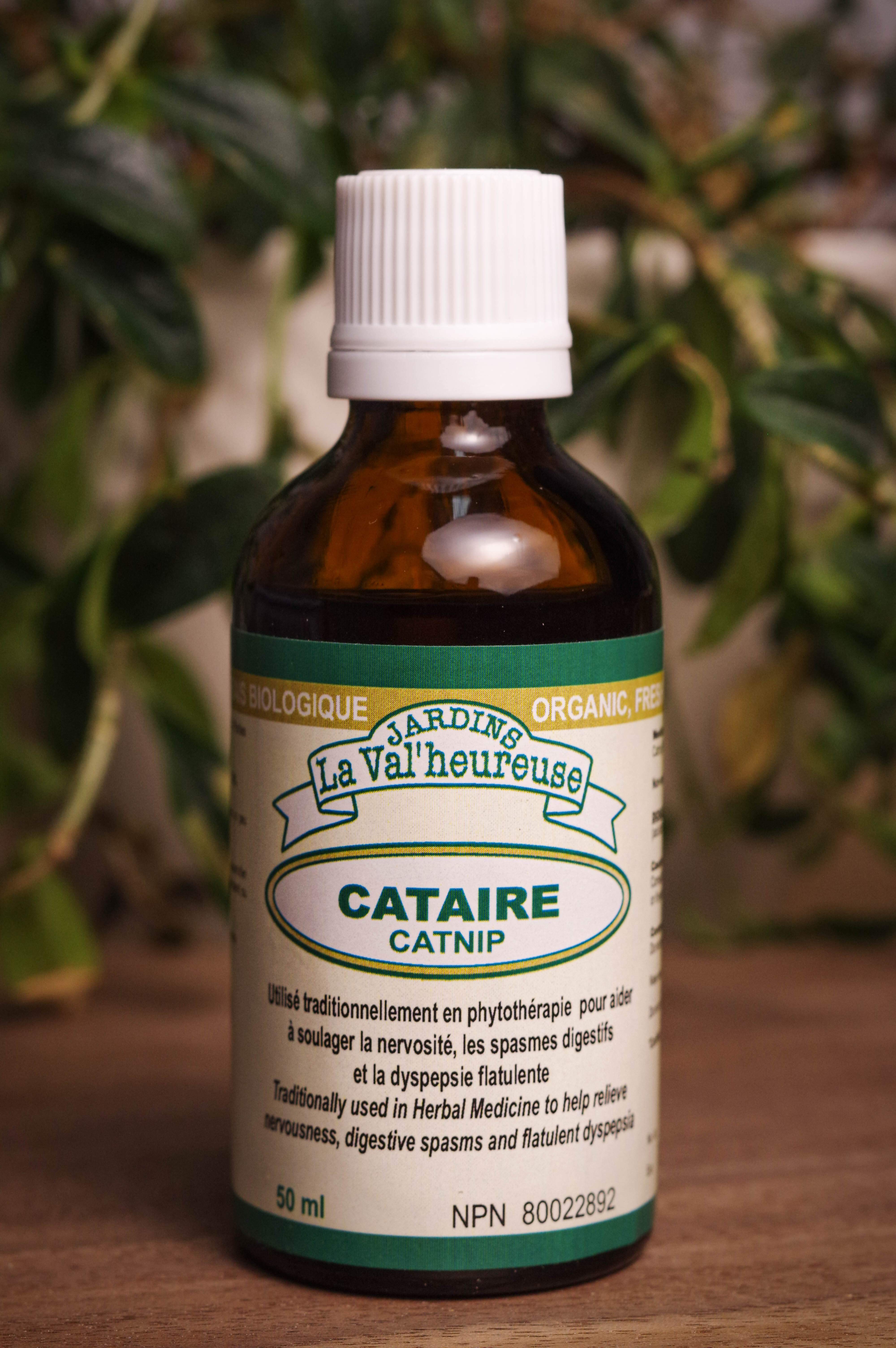 Bouteille de concentré liquide simple de Cataire en gros plan