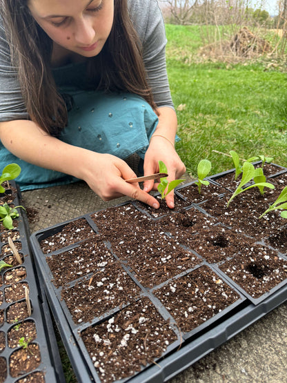 Une jeune fille transplante de jeunes plants dans un multi cellule plus grand.