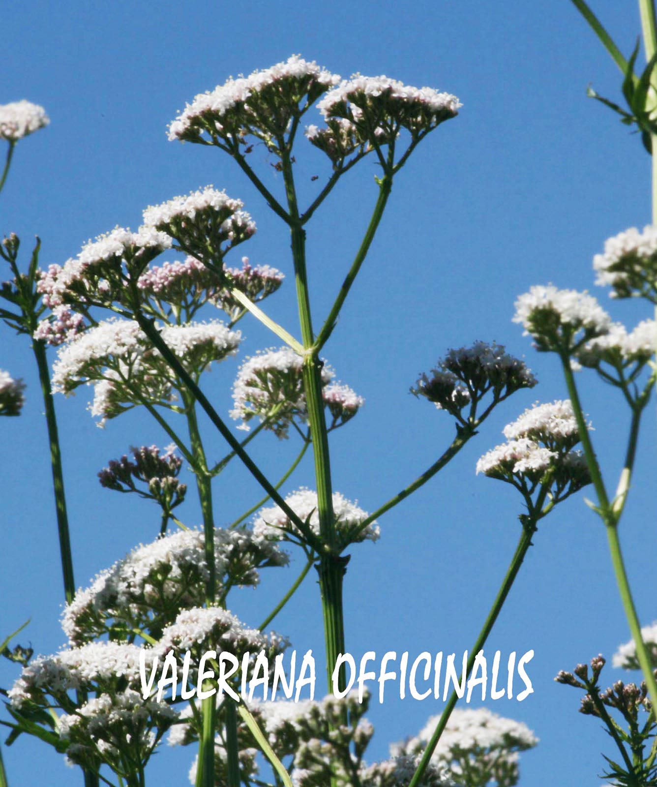 Valerian (organic Extract)