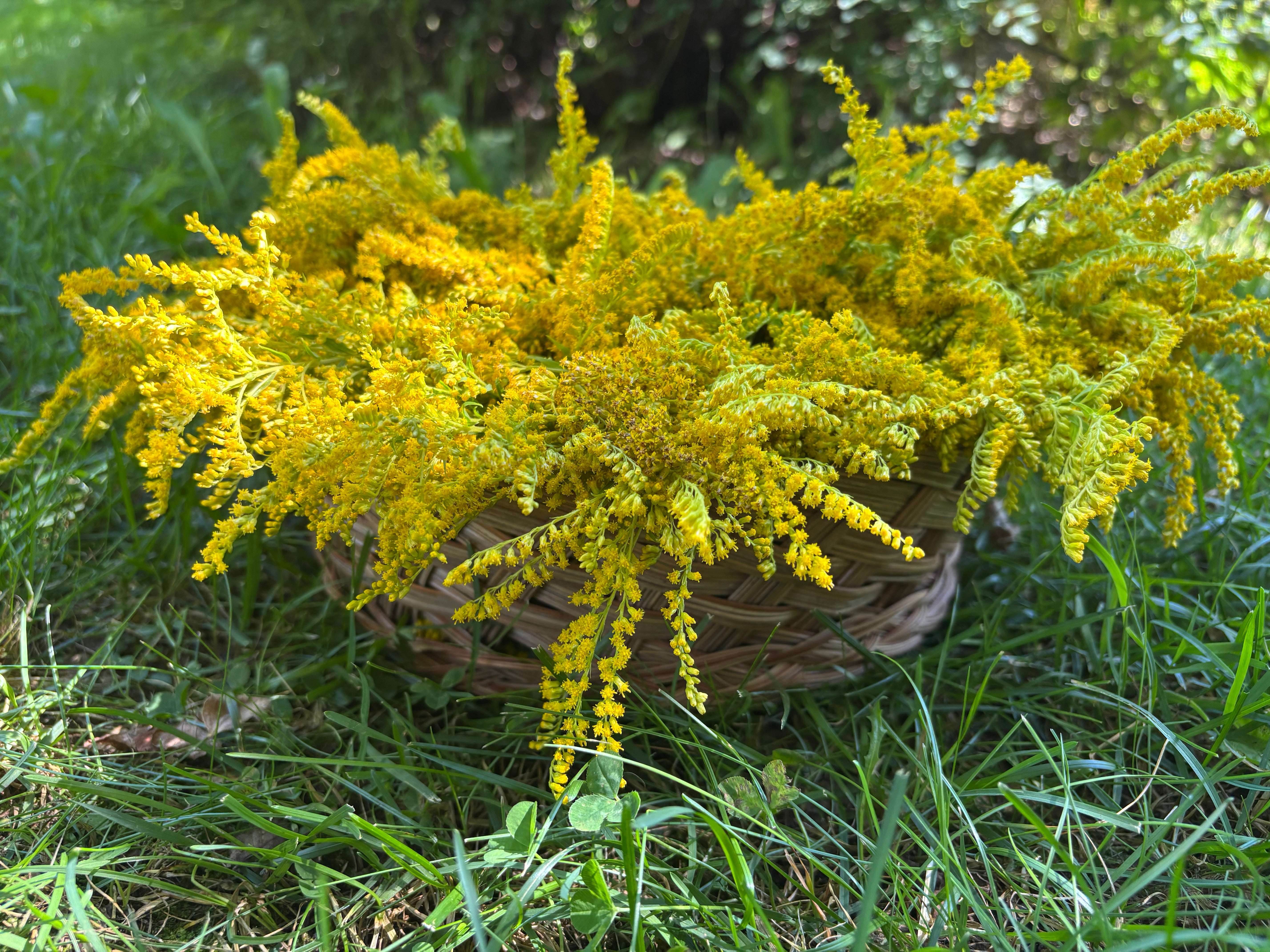 Verge D'or (tisane Biologique)