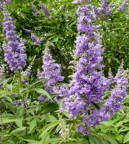 Vitex (extrait Biologique)