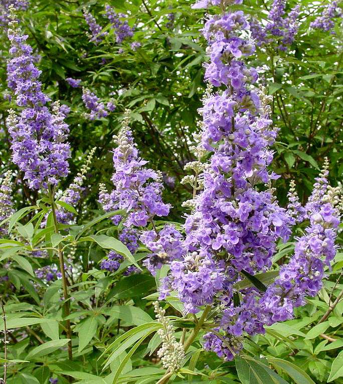 Vitex (extrait Biologique)