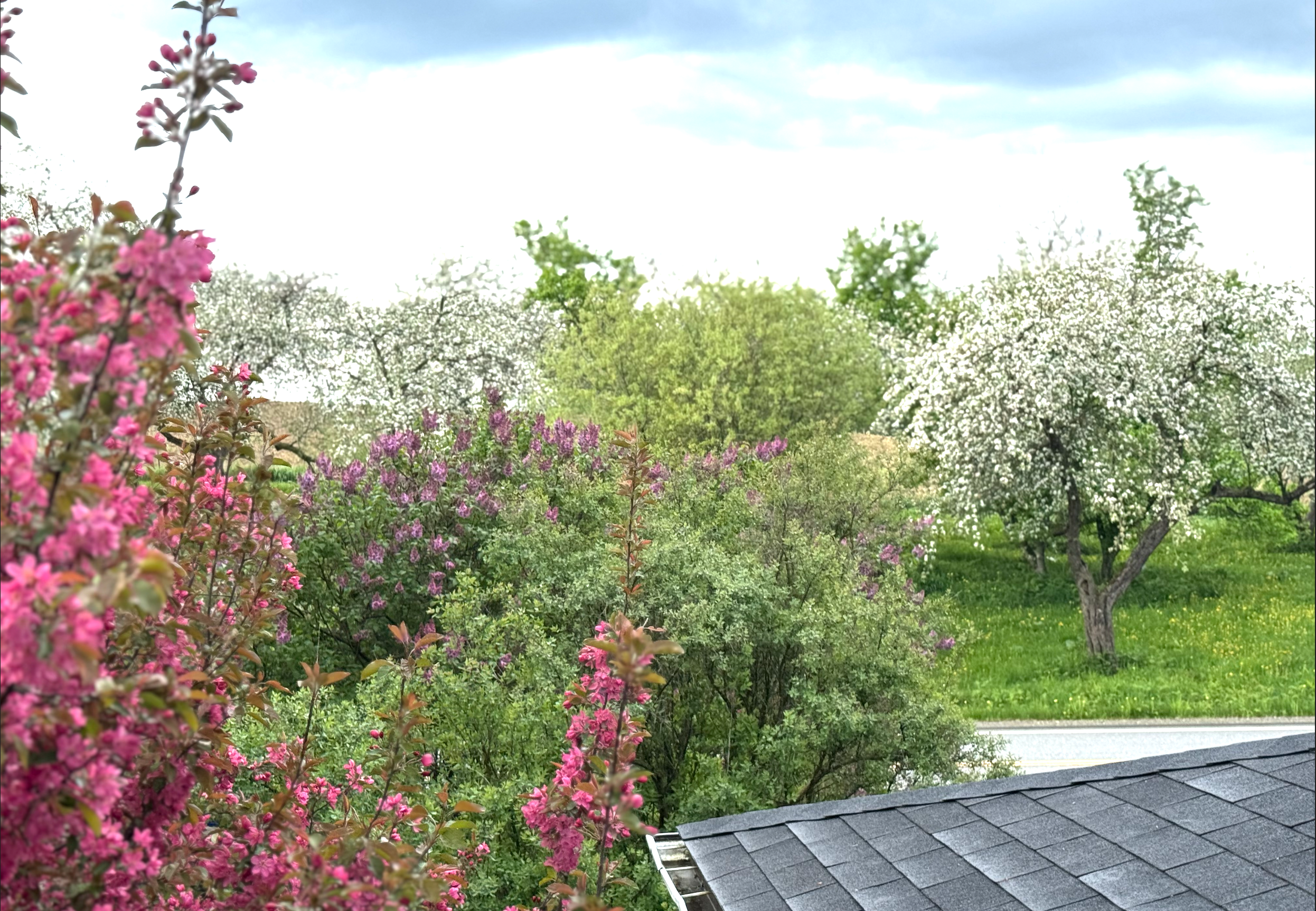 Vue sur le verger de la Val'Heureuse au printemps. Les pommiers sont en fleur.